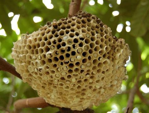 蜜蜂的窩|蜂巢(蜜蜂所建巢穴):結構介紹,神奇結構,分類,藥用價值,蜂巢治鼻炎…